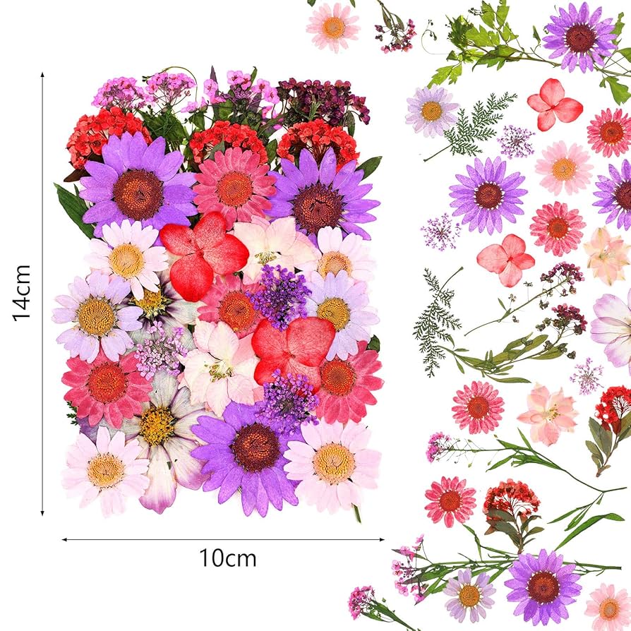 ドライフラワー ドライ シルバーデージーヘッド大 小アソート ブルーミックス